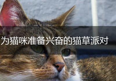 为猫咪准备兴奋的猫草派对