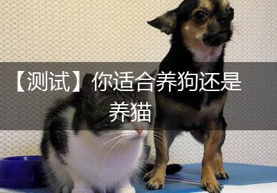 【测试】你适合养狗还是养猫
