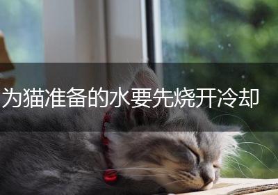 为猫准备的水要先烧开冷却