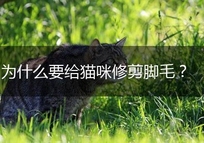 为什么要给猫咪修剪脚毛？