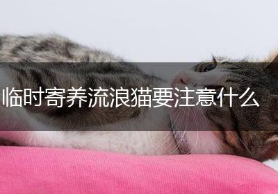 临时寄养流浪猫要注意什么
