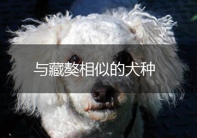 与藏獒相似的犬种