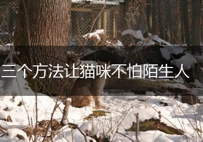 三个方法让猫咪不怕陌生人