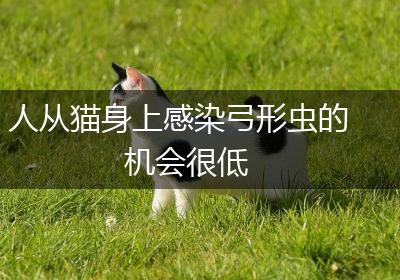 人从猫身上感染弓形虫的机会很低