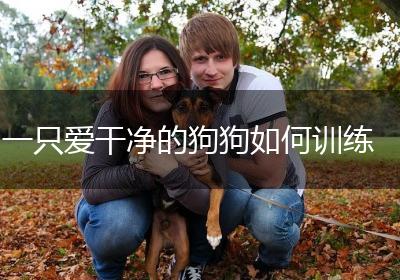 一只爱干净的狗狗如何训练