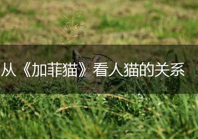 从《加菲猫》看人猫的关系