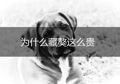 为什么藏獒这么贵