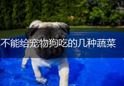 不能给宠物狗吃的几种蔬菜