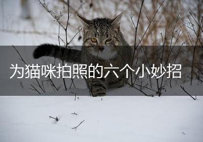 为猫咪拍照的六个小妙招