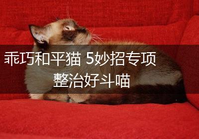乖巧和平猫 5妙招专项整治好斗喵