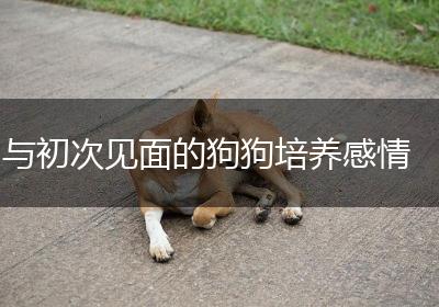 与初次见面的狗狗培养感情