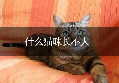 什么猫咪长不大
