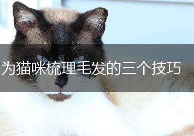 为猫咪梳理毛发的三个技巧