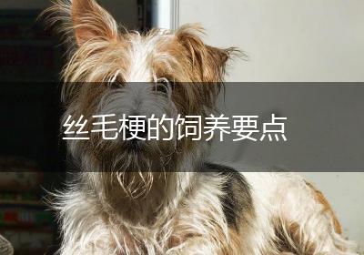 丝毛梗的饲养要点