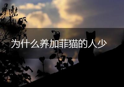 为什么养加菲猫的人少