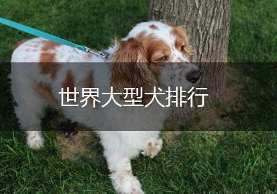 世界大型犬排行