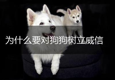 为什么要对狗狗树立威信