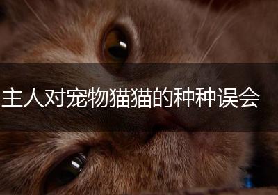 主人对宠物猫猫的种种误会