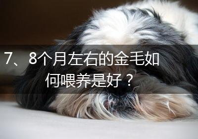 7、8个月左右的金毛如何喂养是好？