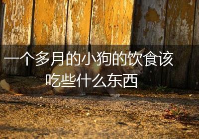 一个多月的小狗的饮食该吃些什么东西