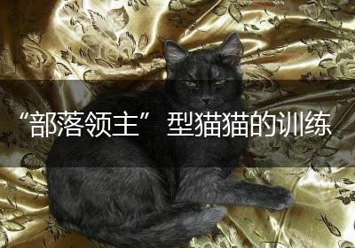 “部落领主”型猫猫的训练