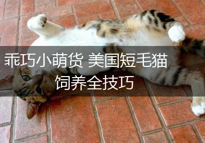 乖巧小萌货 美国短毛猫饲养全技巧