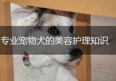 专业宠物犬的美容护理知识