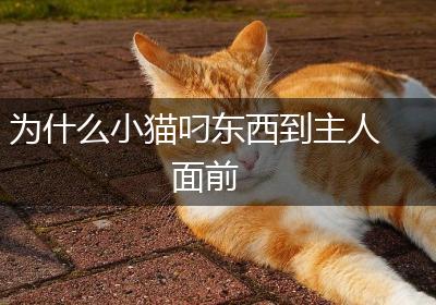 为什么小猫叼东西到主人面前