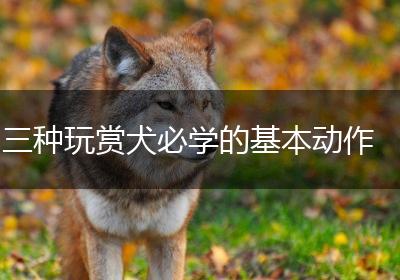 三种玩赏犬必学的基本动作