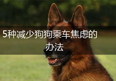5种减少狗狗乘车焦虑的办法