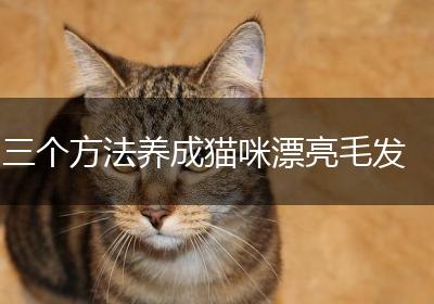 三个方法养成猫咪漂亮毛发