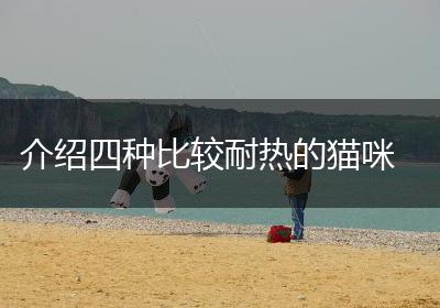 介绍四种比较耐热的猫咪