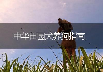 中华田园犬养狗指南