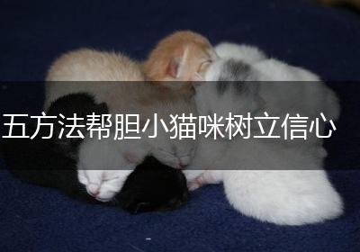 五方法帮胆小猫咪树立信心