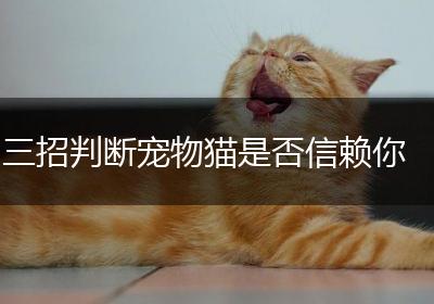 三招判断宠物猫是否信赖你
