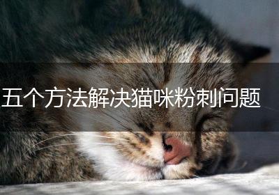 五个方法解决猫咪粉刺问题