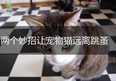 两个妙招让宠物猫远离跳蚤