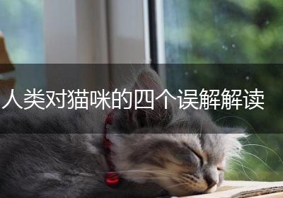 人类对猫咪的四个误解解读