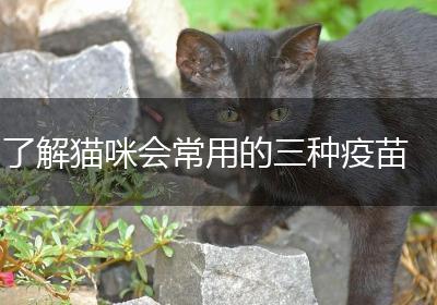 了解猫咪会常用的三种疫苗