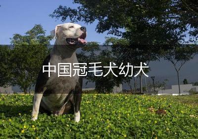 中国冠毛犬幼犬