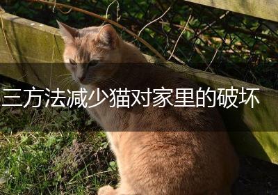 三方法减少猫对家里的破坏