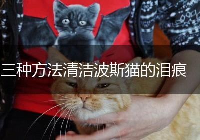 三种方法清洁波斯猫的泪痕