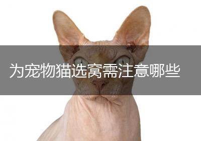为宠物猫选窝需注意哪些