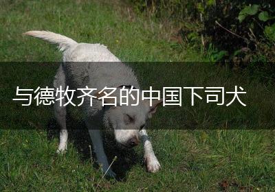 与德牧齐名的中国下司犬