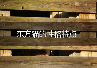 东方猫的性格特点