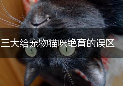 三大给宠物猫咪绝育的误区
