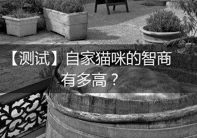 【测试】自家猫咪的智商有多高？