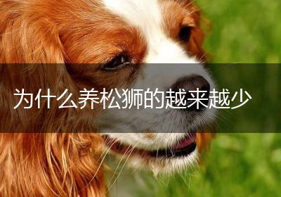 为什么养松狮的越来越少