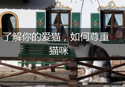 了解你的爱猫，如何尊重猫咪