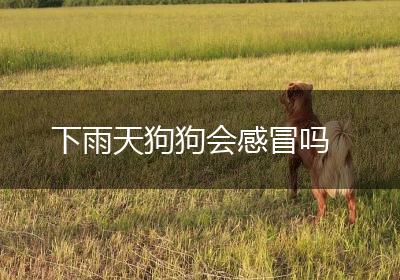 下雨天狗狗会感冒吗